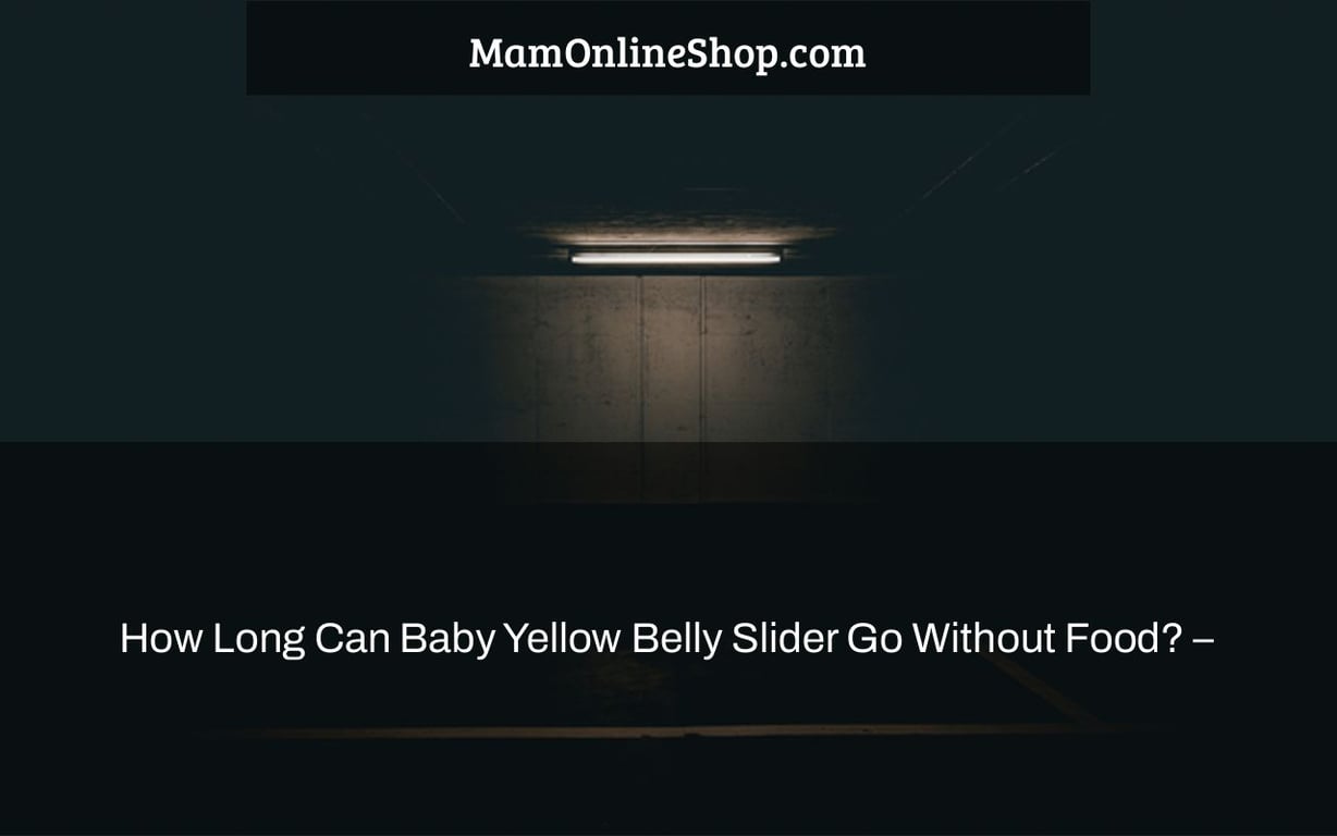How Long Can Baby Yellow Belly Slider Go Without Food? –
