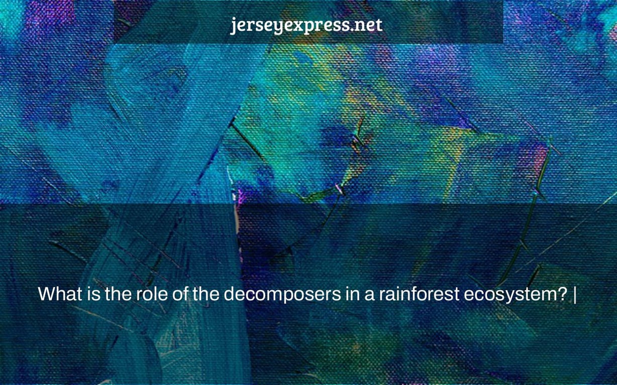 What is the role of the decomposers in a rainforest ecosystem? |