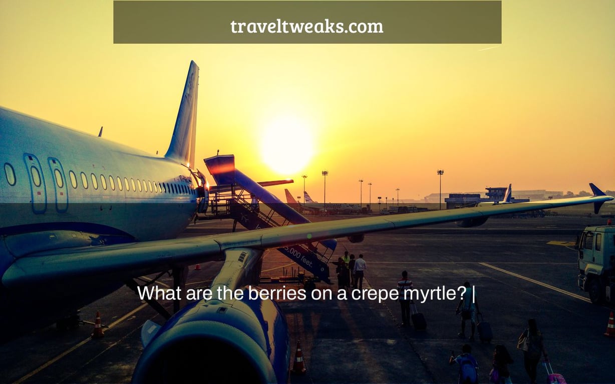 What are the berries on a crepe myrtle? |