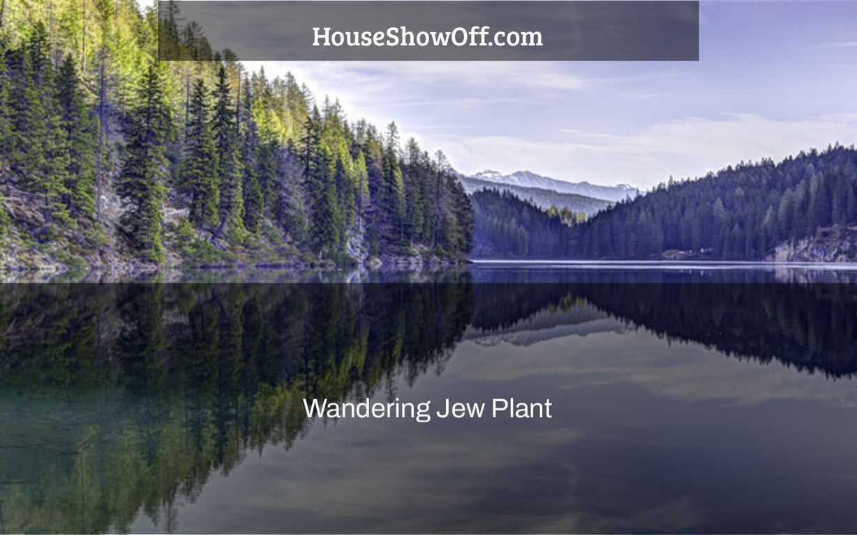 Wandering Jew Plant