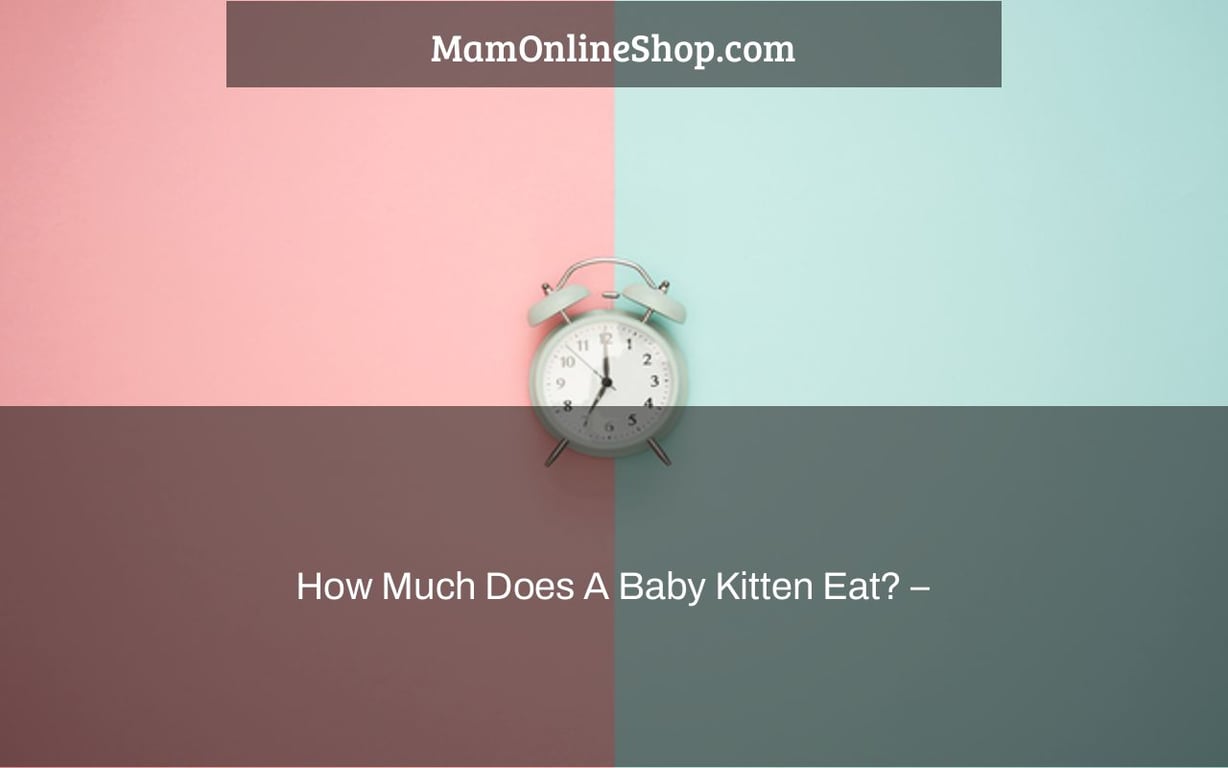 How Much Does A Baby Kitten Eat? –