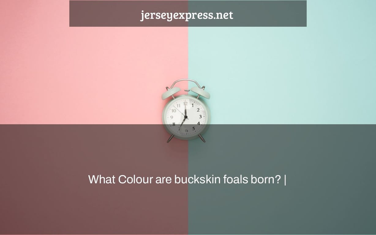 What Colour are buckskin foals born? |