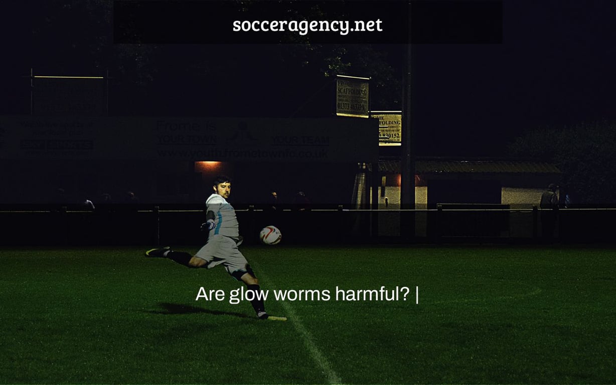 Are glow worms harmful? |