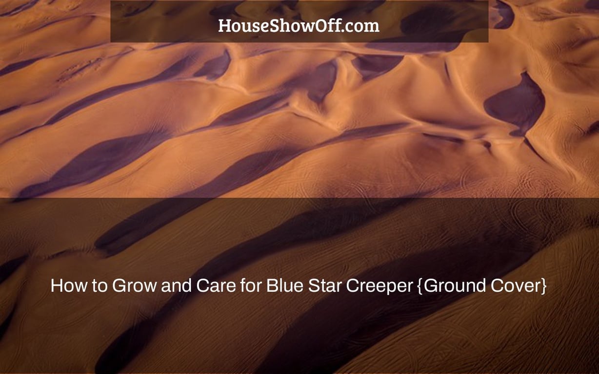 How to Grow and Care for Blue Star Creeper {Ground Cover}