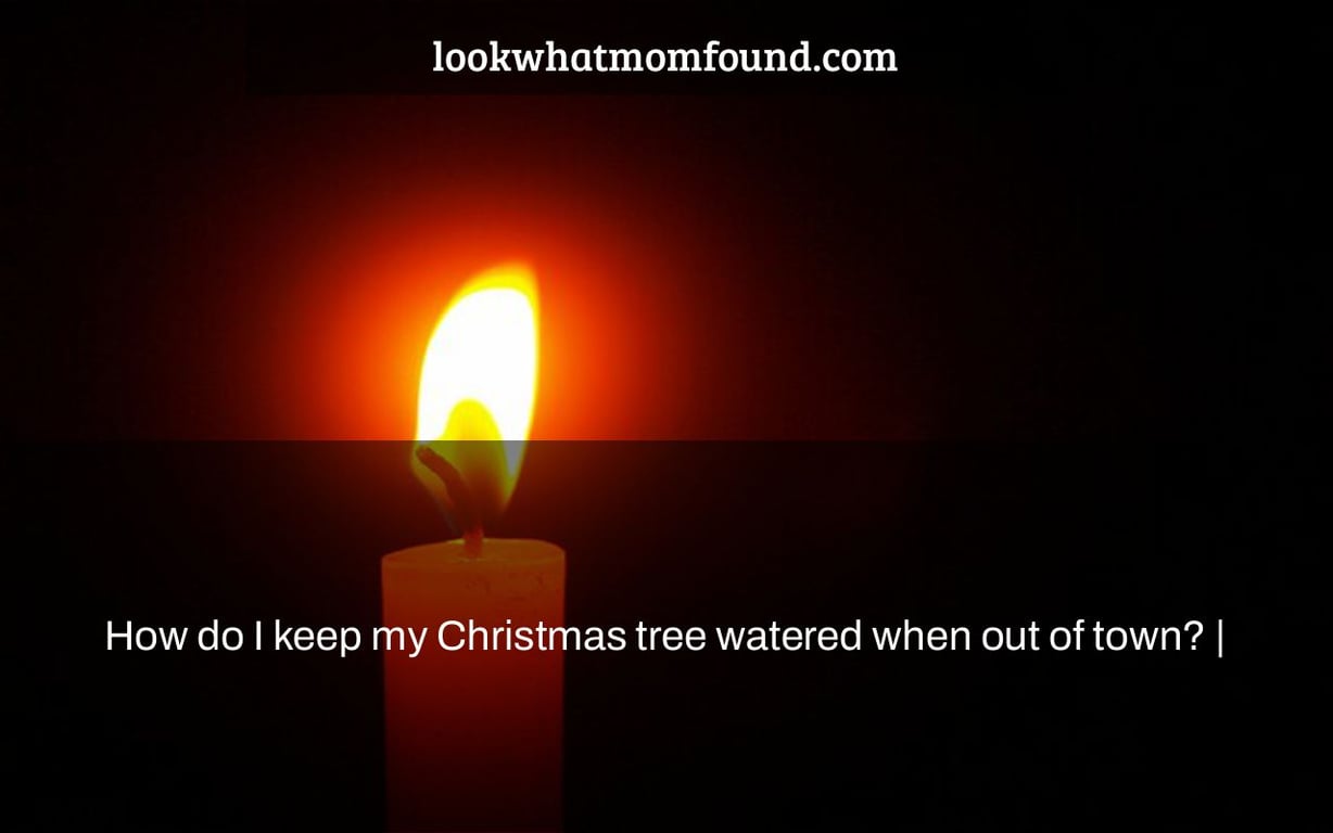 How do I keep my Christmas tree watered when out of town? |