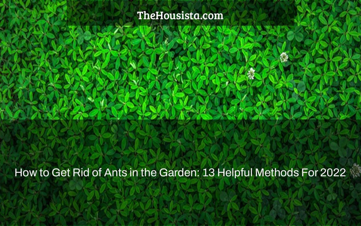 How to Get Rid of Ants in the Garden: 13 Helpful Methods For 2022