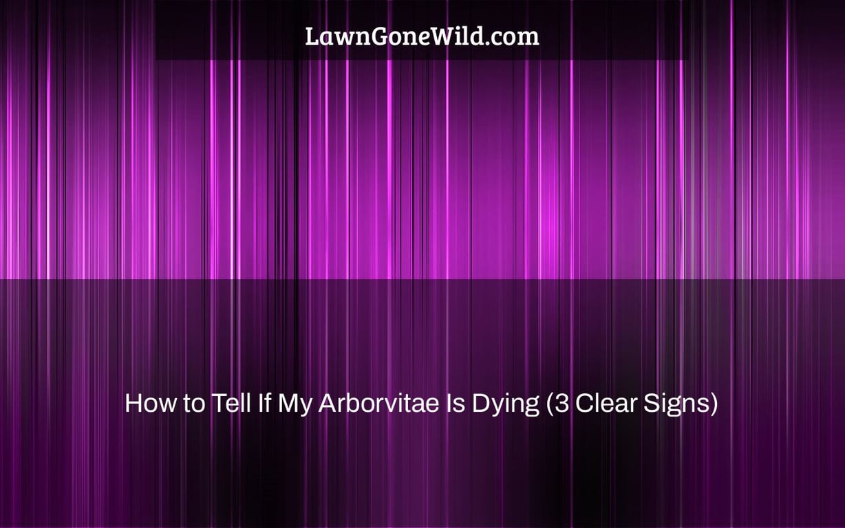 How to Tell If My Arborvitae Is Dying (3 Clear Signs) Lawn Gone Wild