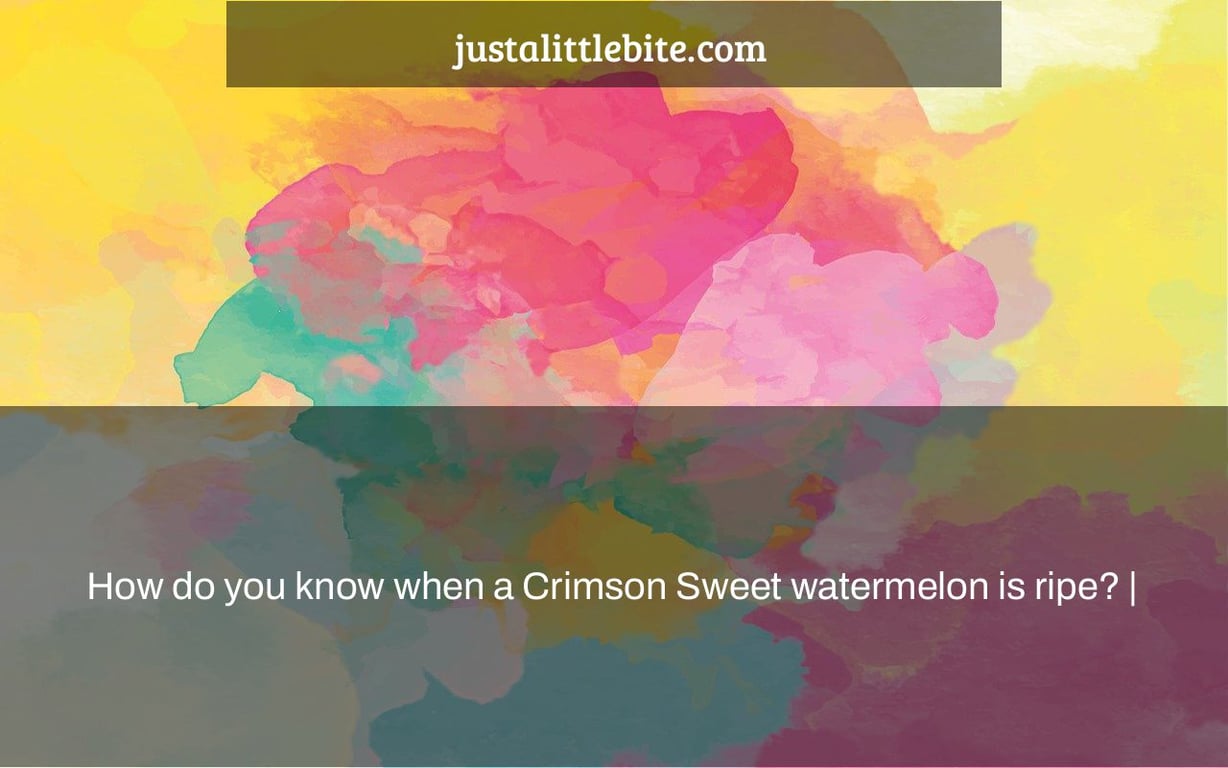 How do you know when a Crimson Sweet watermelon is ripe? |