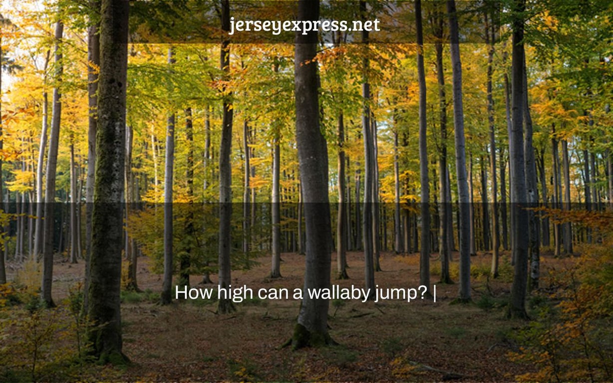 How high can a wallaby jump? |