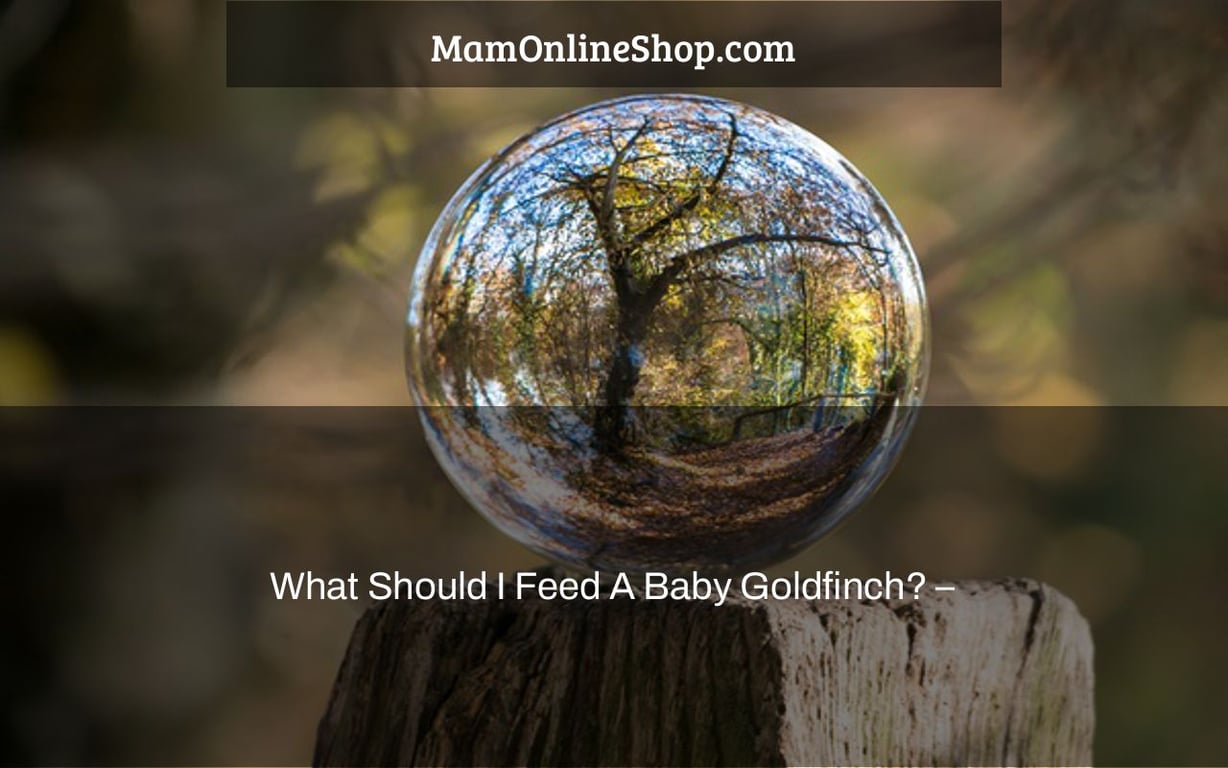 What Should I Feed A Baby Goldfinch? –