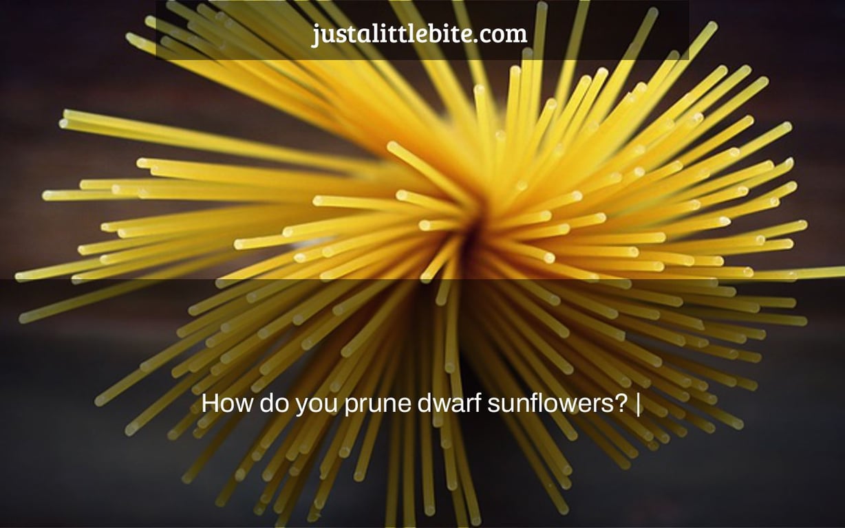 How do you prune dwarf sunflowers? |