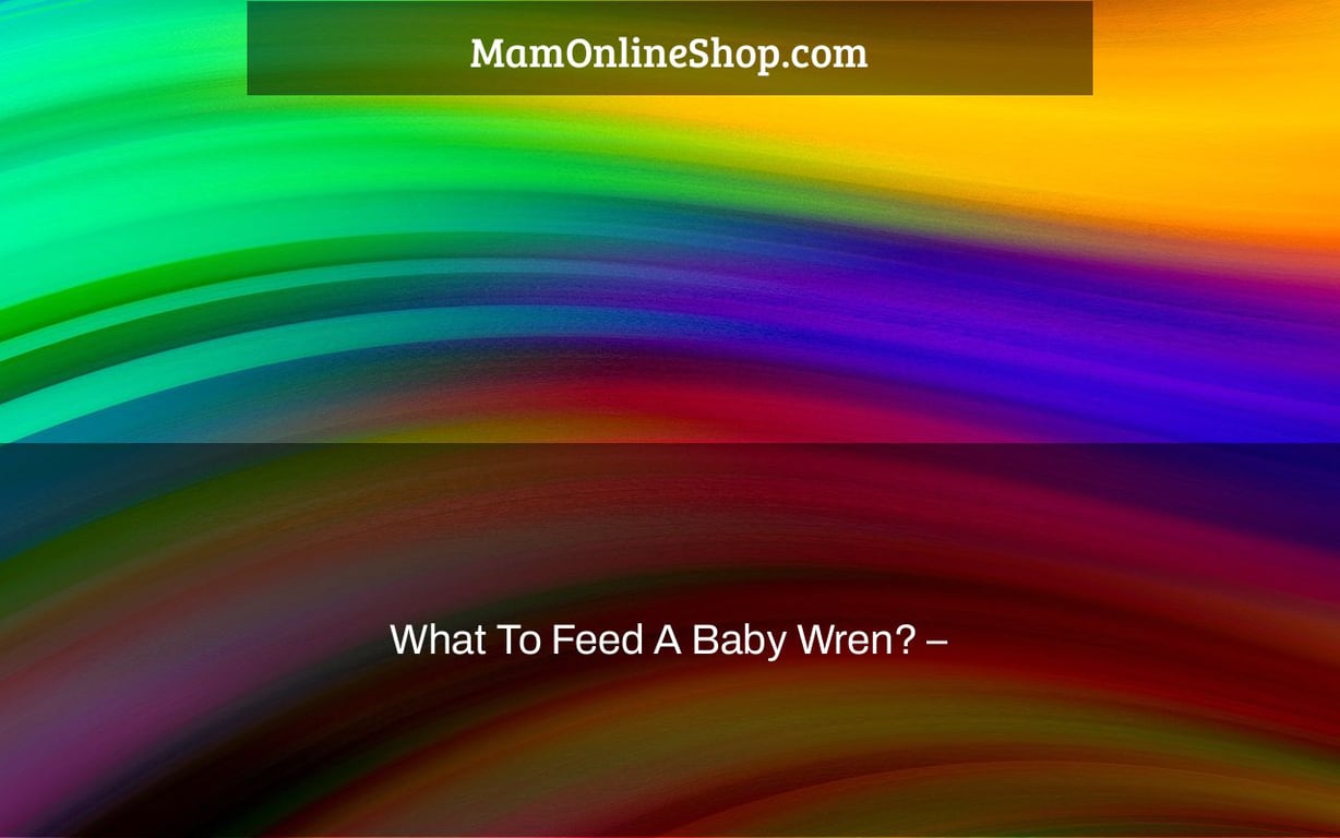 What To Feed A Baby Wren? –