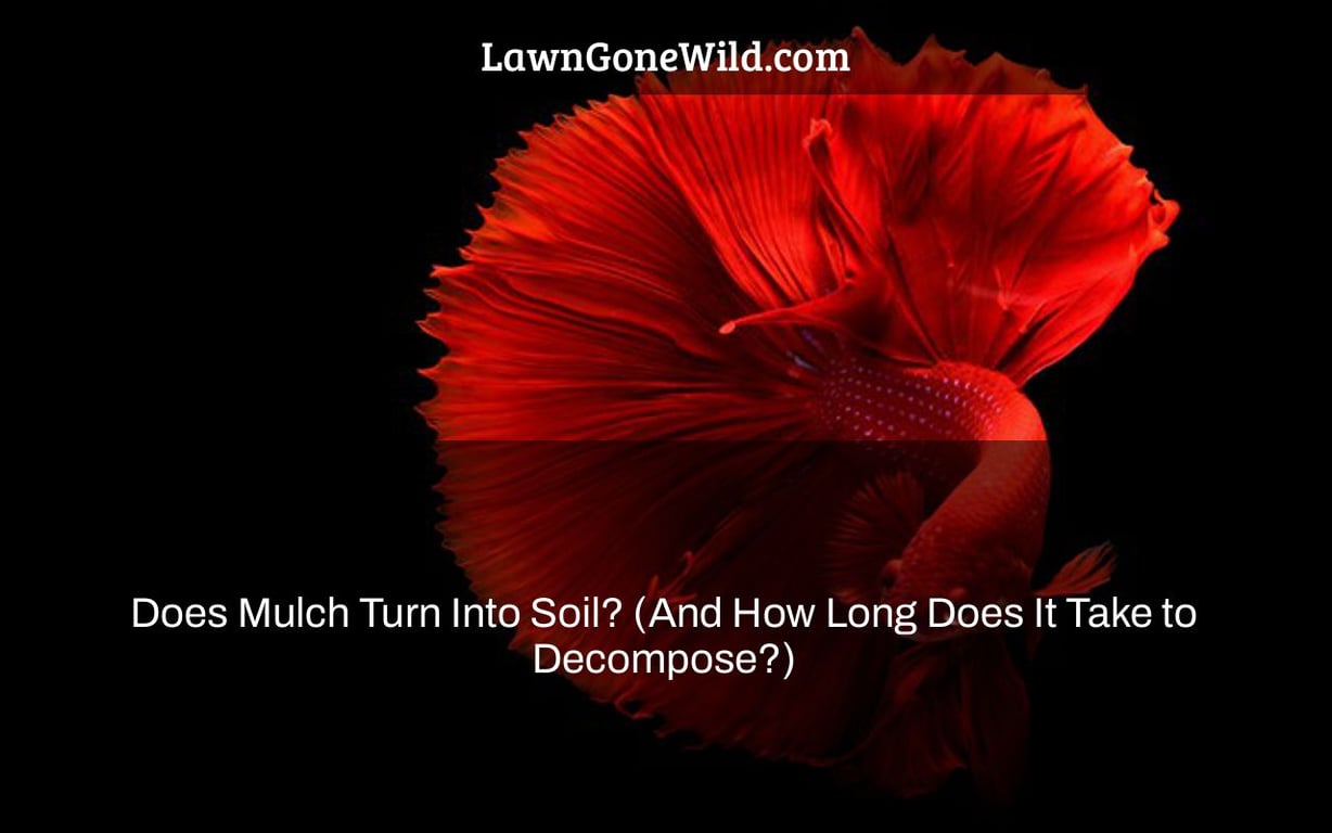Does Mulch Turn Into Soil? (And How Long Does It Take to