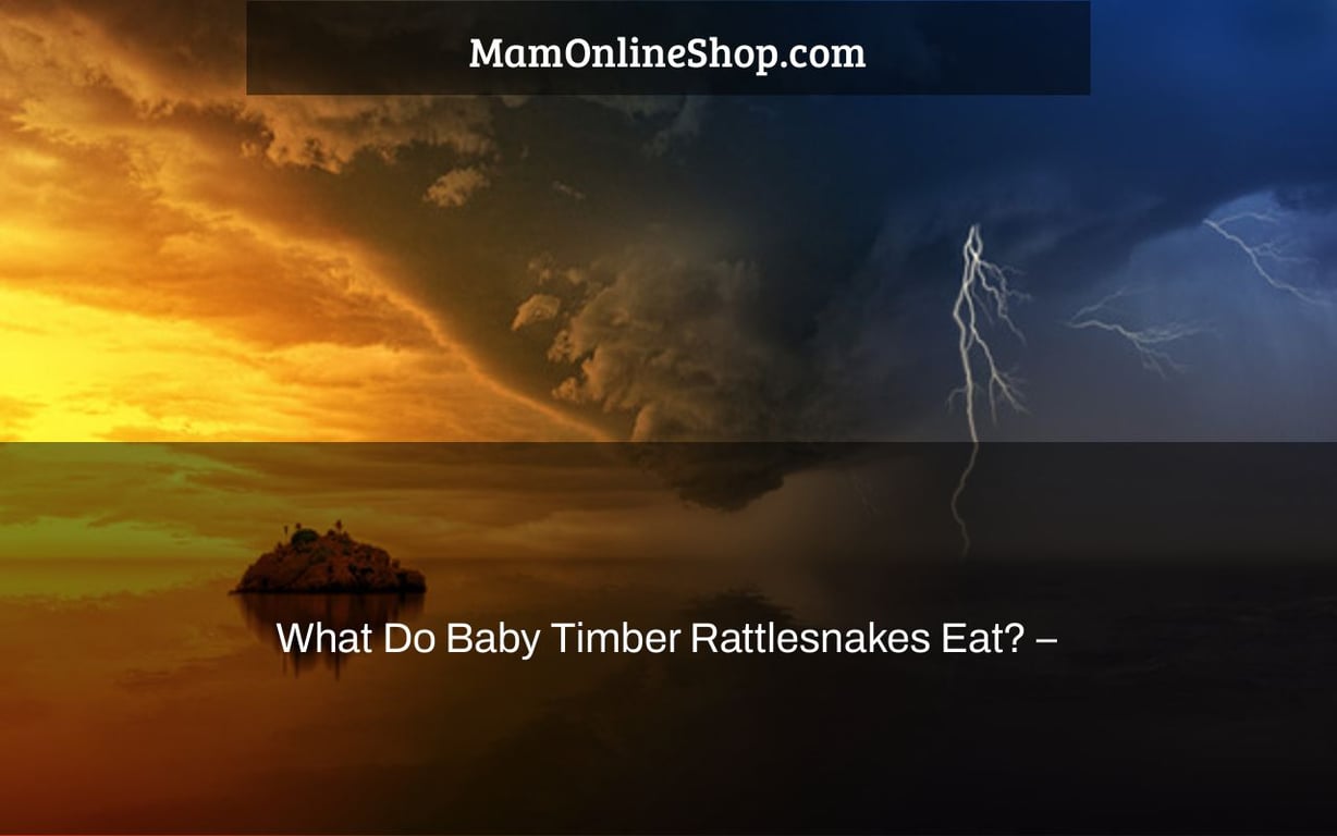 What Do Baby Timber Rattlesnakes Eat? –