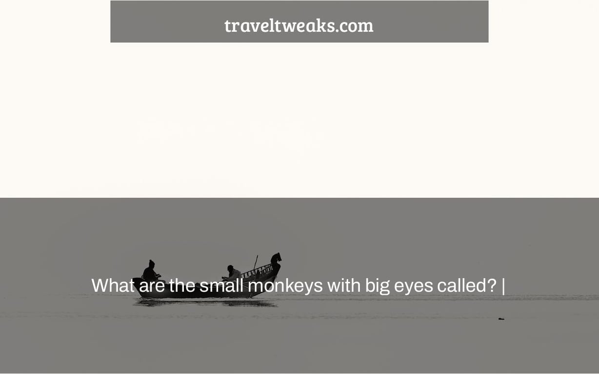 What are the small monkeys with big eyes called? |