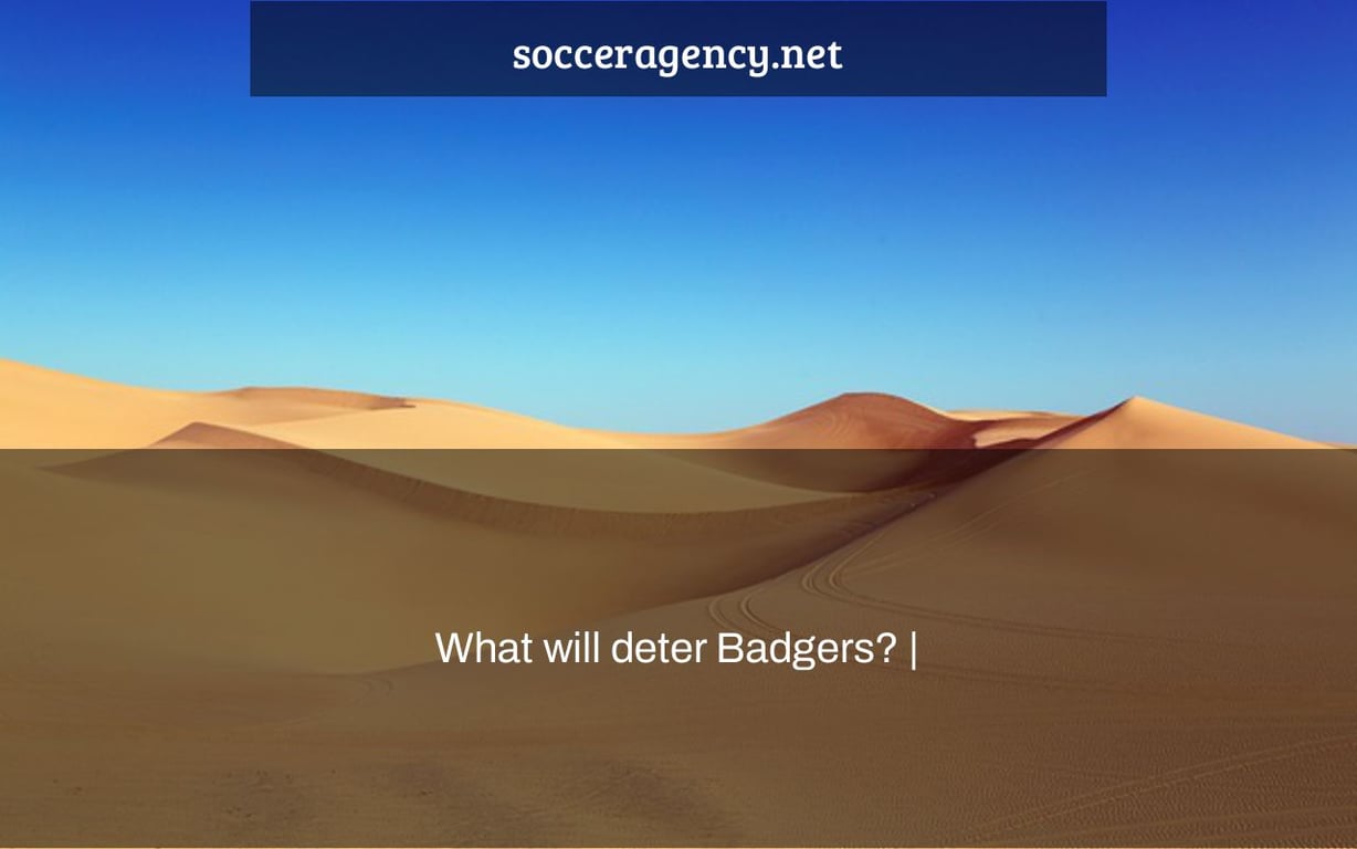 What will deter Badgers? |