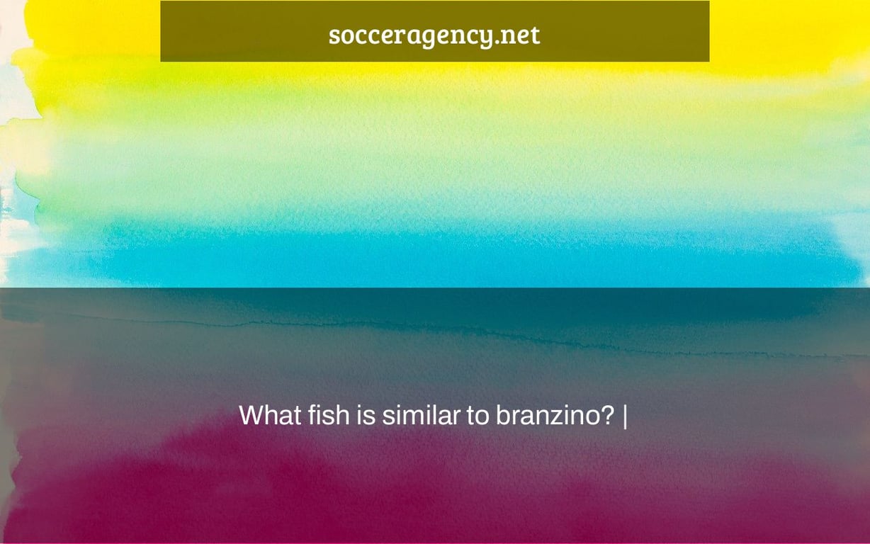 What fish is similar to branzino? |