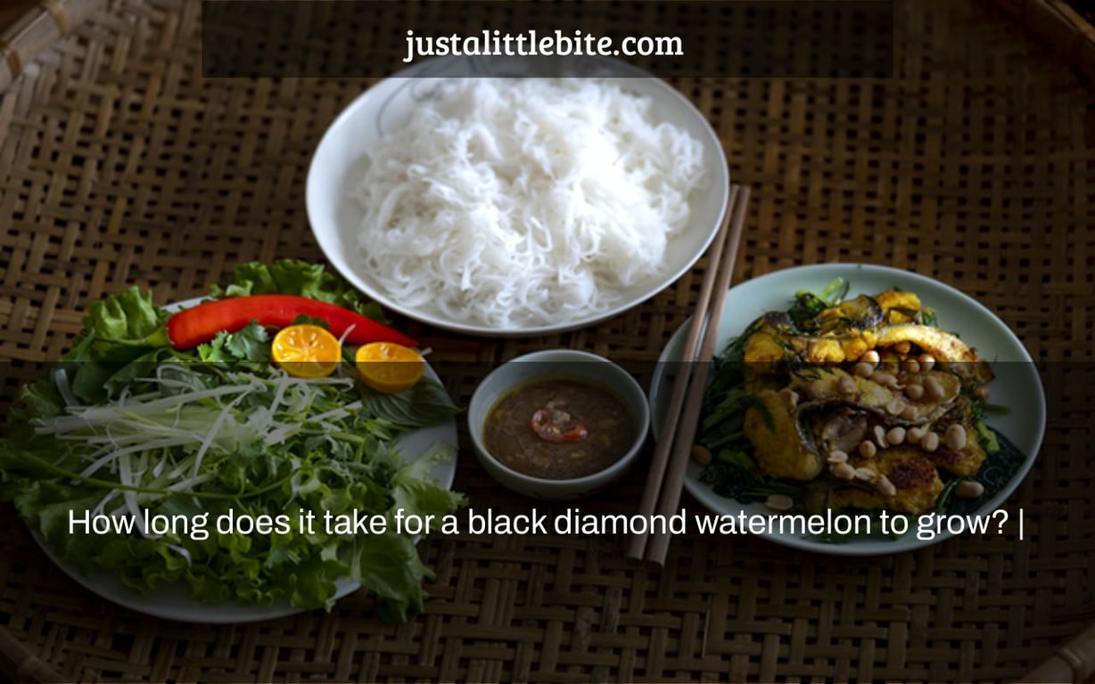 How long does it take for a black diamond watermelon to grow? |