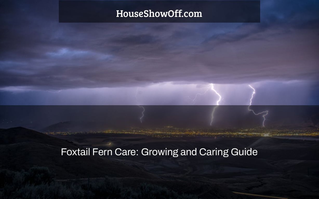 Foxtail Fern Care: Growing and Caring Guide