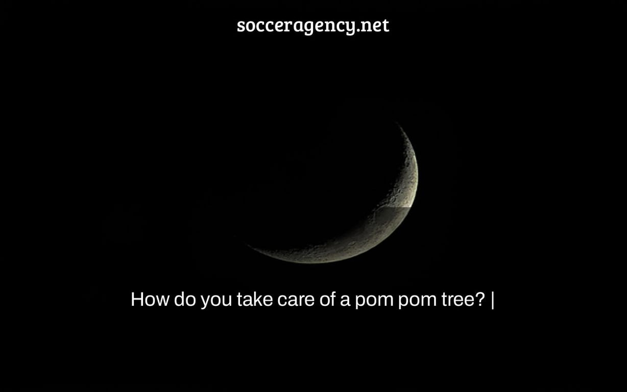 How do you take care of a pom pom tree? |
