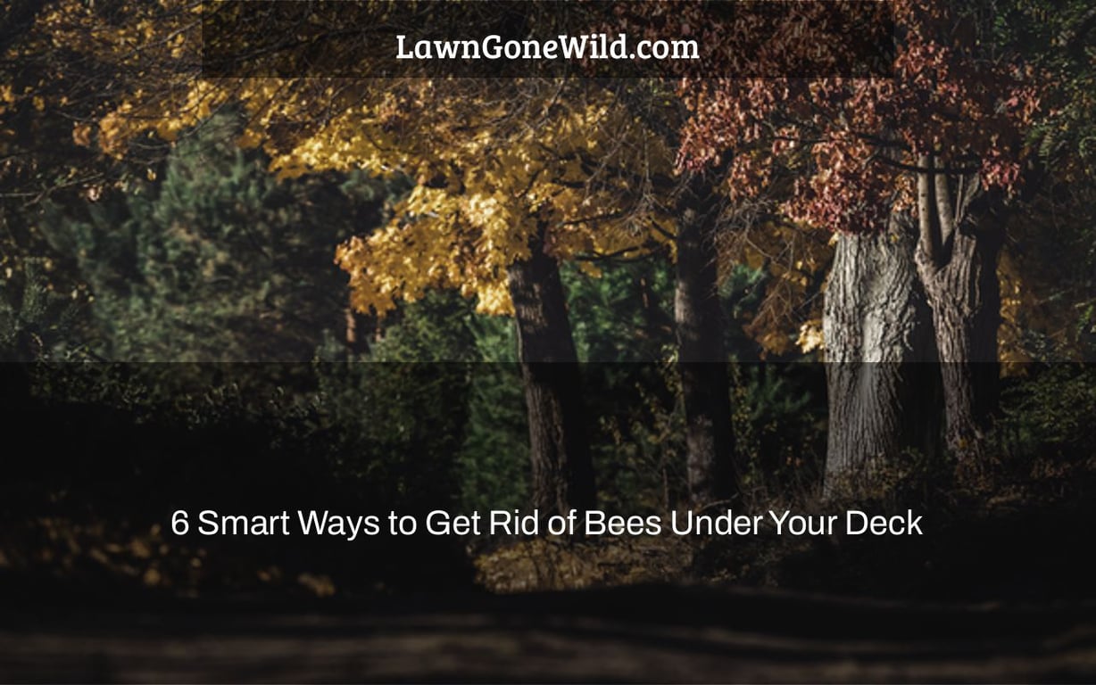 6 Smart Ways to Get Rid of Bees Under Your Deck Lawn Gone Wild
