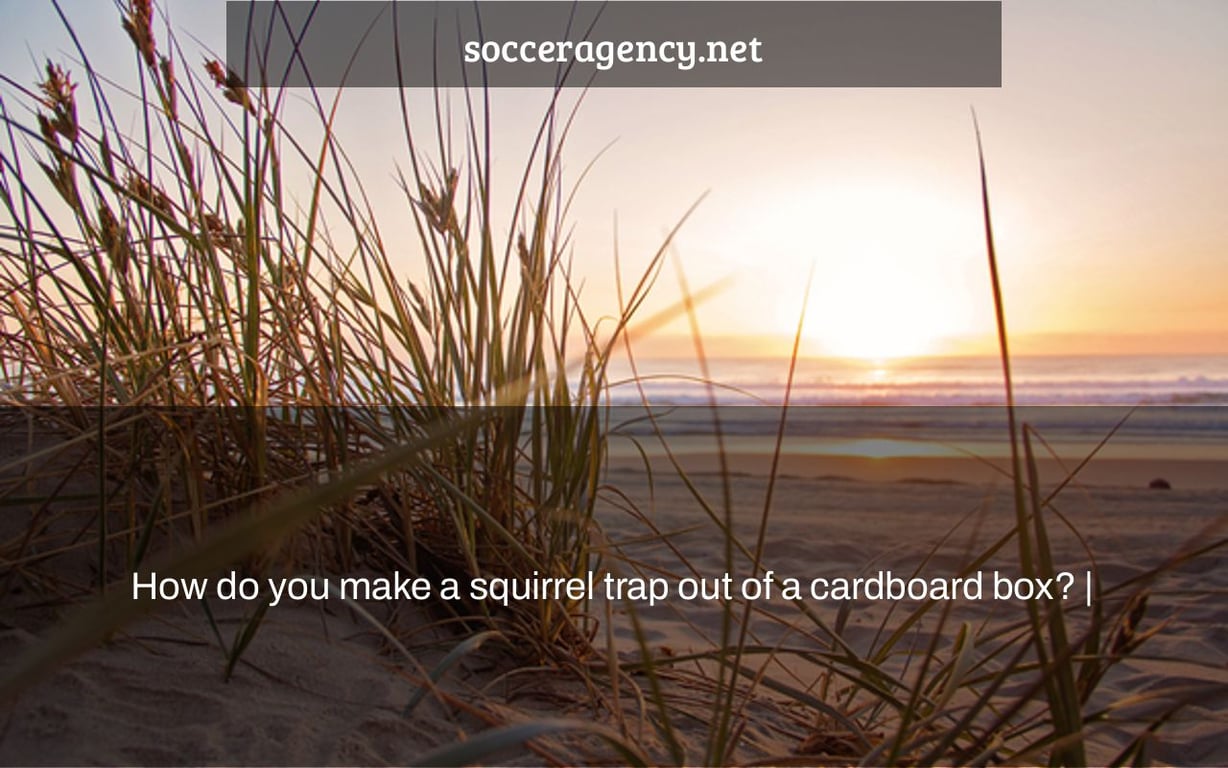 How do you make a squirrel trap out of a cardboard box? |