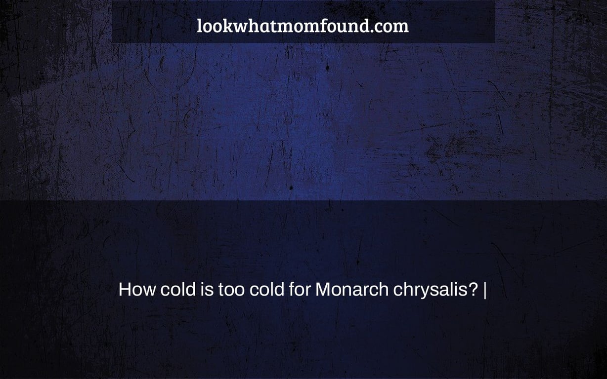 How cold is too cold for Monarch chrysalis? |