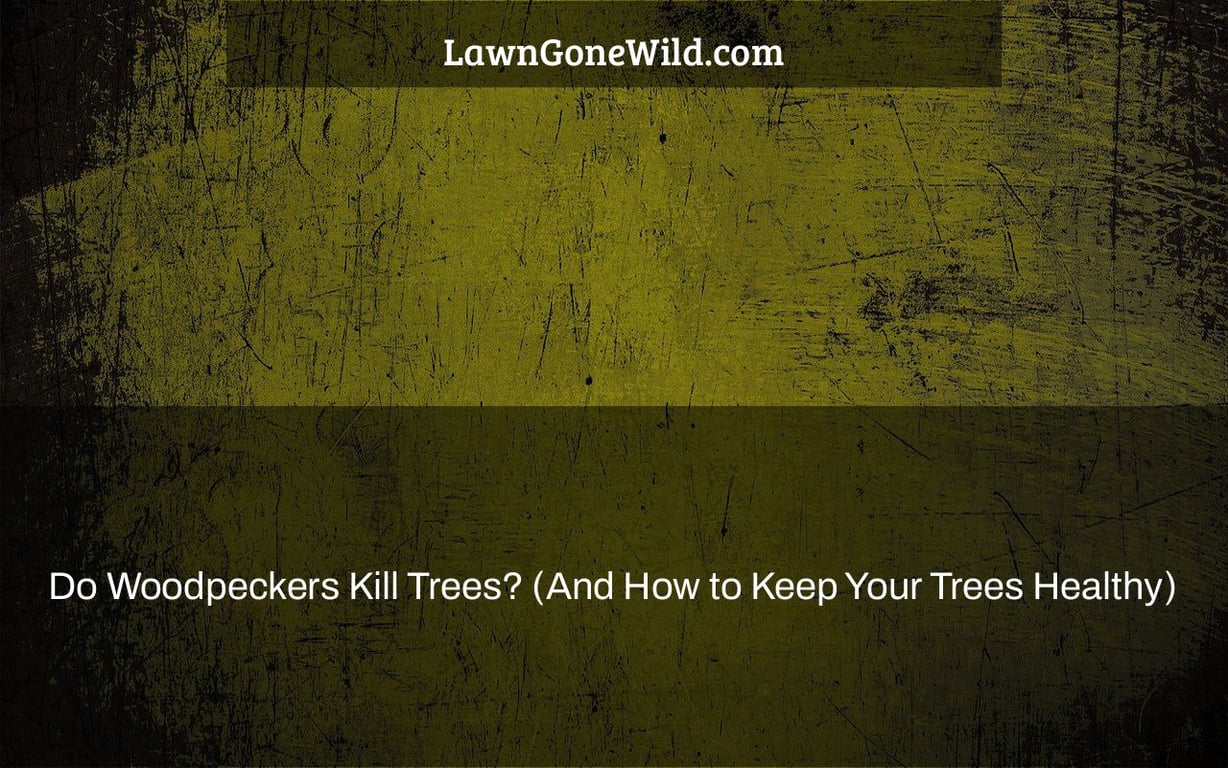 Do Woodpeckers Kill Trees? (And How to Keep Your Trees Healthy) Lawn