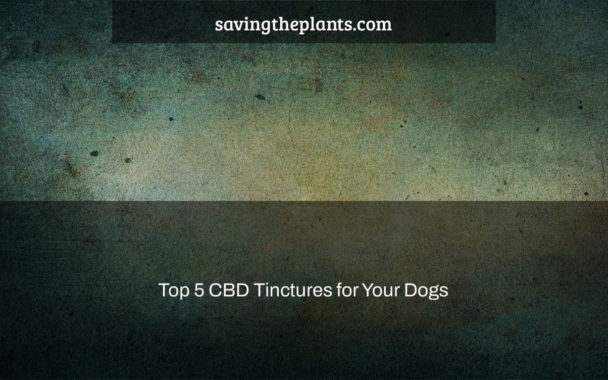 Top 5 CBD Tinctures for Your Dogs