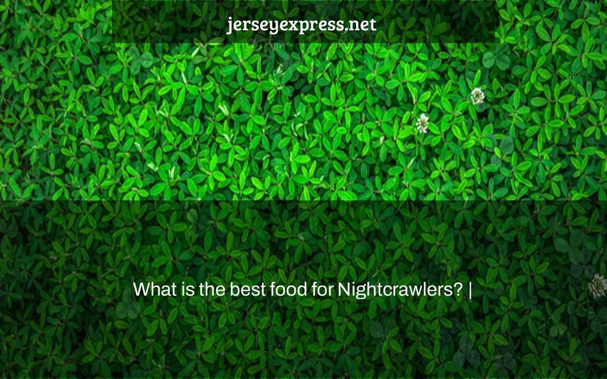 What is the best food for Nightcrawlers? |
