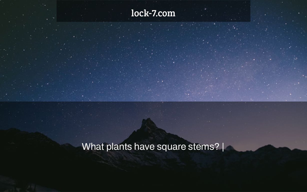 What plants have square stems? |