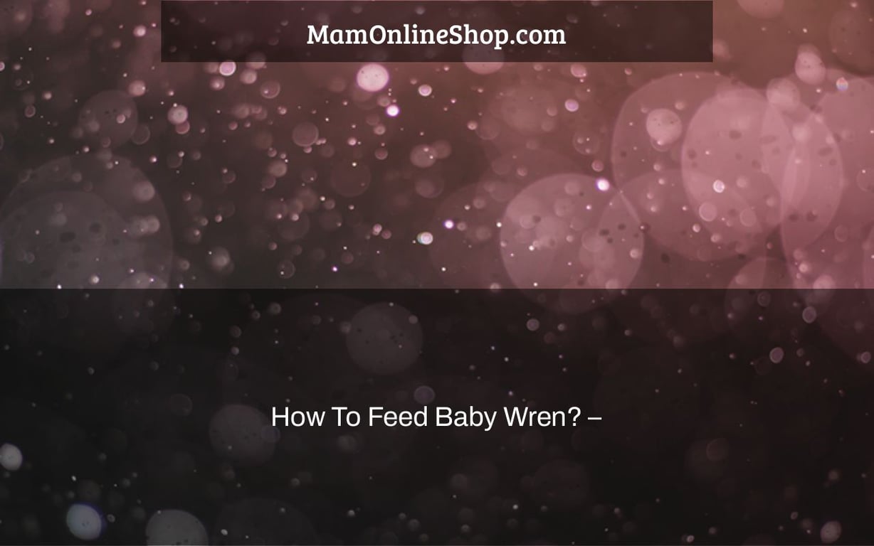 How To Feed Baby Wren? –