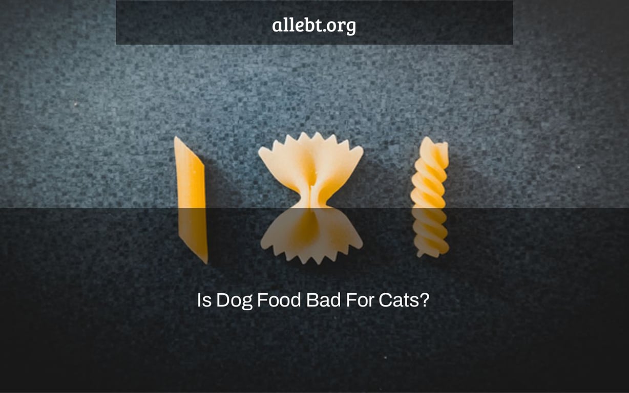 Is Dog Food Bad For Cats?