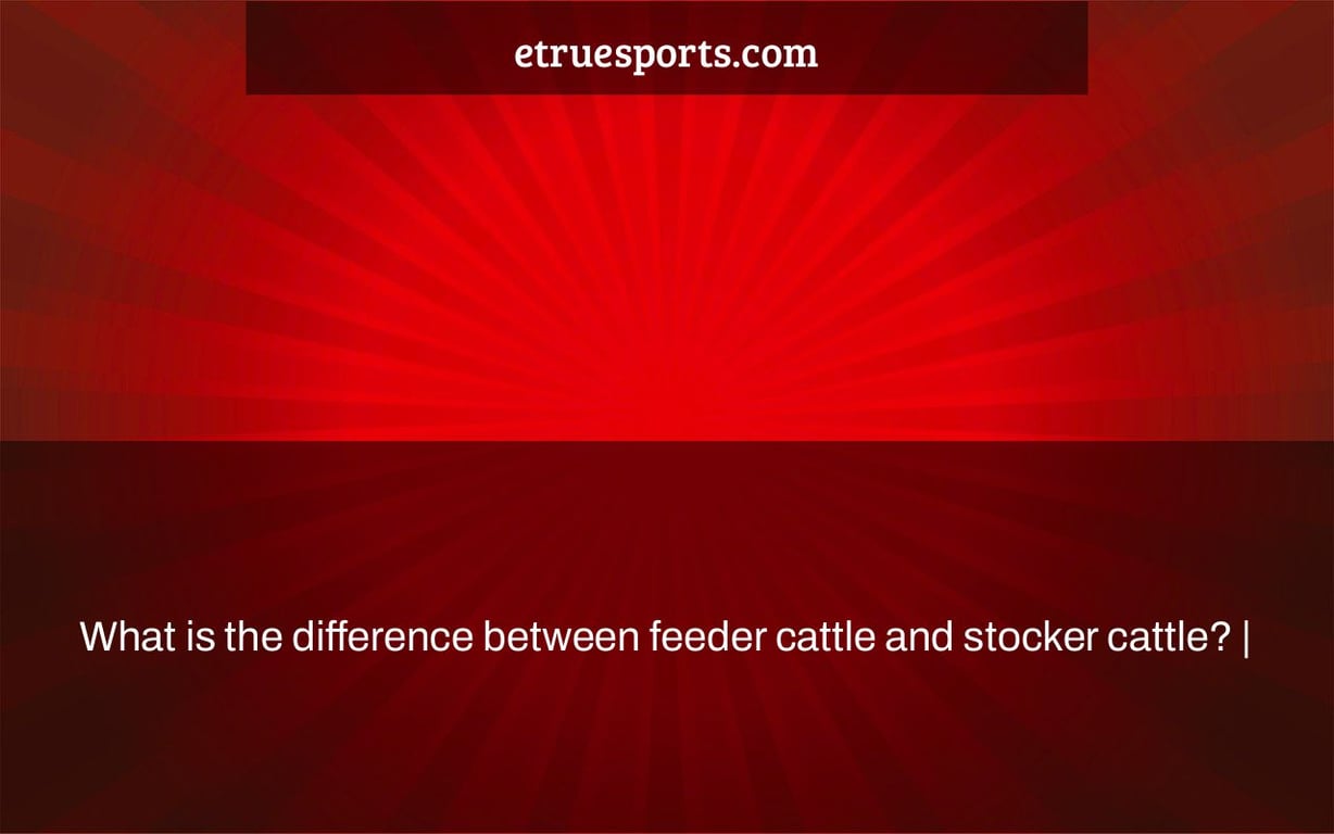 What is the difference between feeder cattle and stocker cattle? |