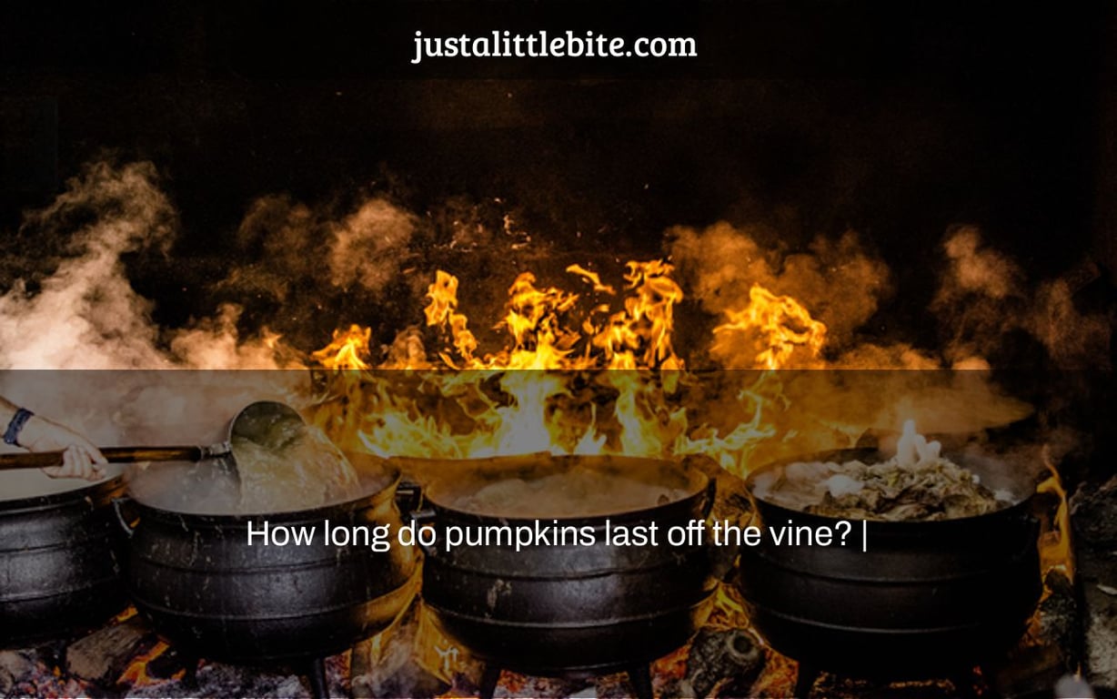 How long do pumpkins last off the vine? |