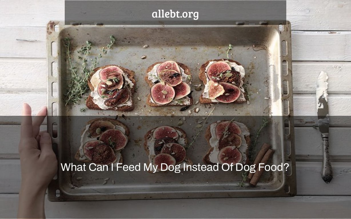 What Can I Feed My Dog Instead Of Dog Food?