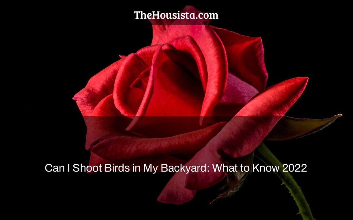 Can I Shoot Birds in My Backyard: What to Know 2022