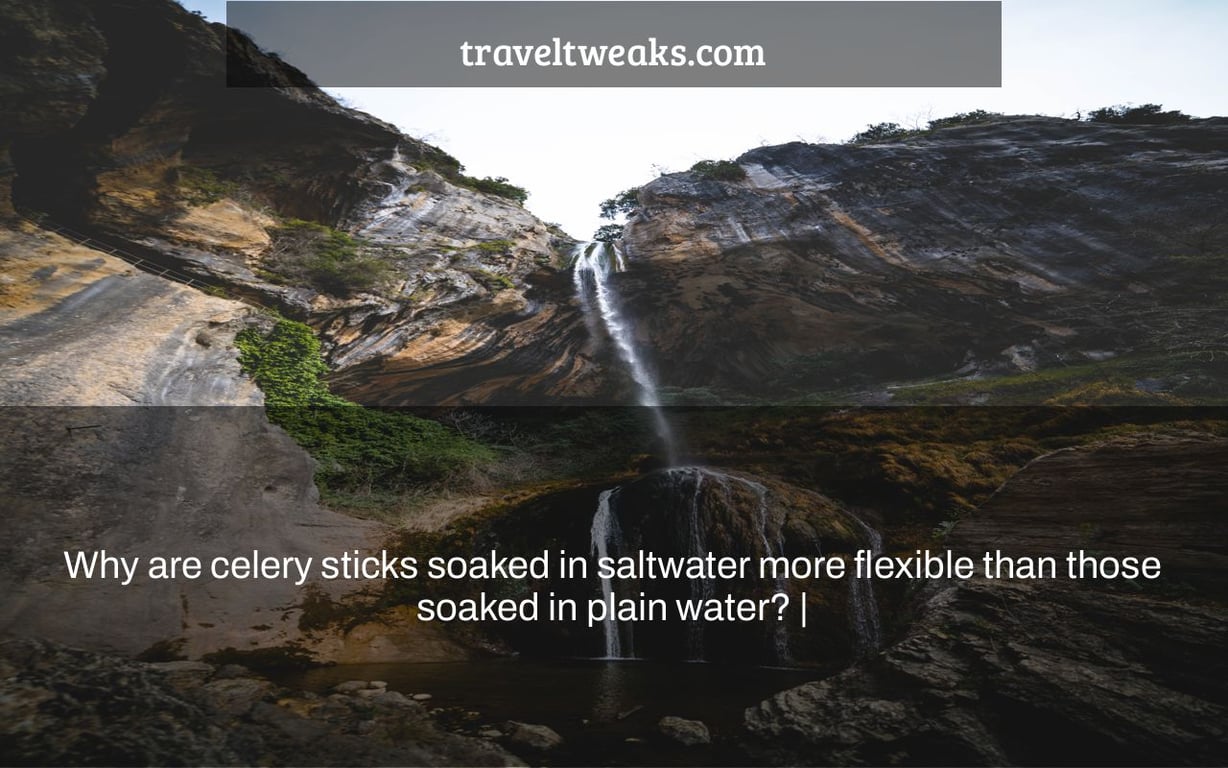 Why are celery sticks soaked in saltwater more flexible than those soaked in plain water? |