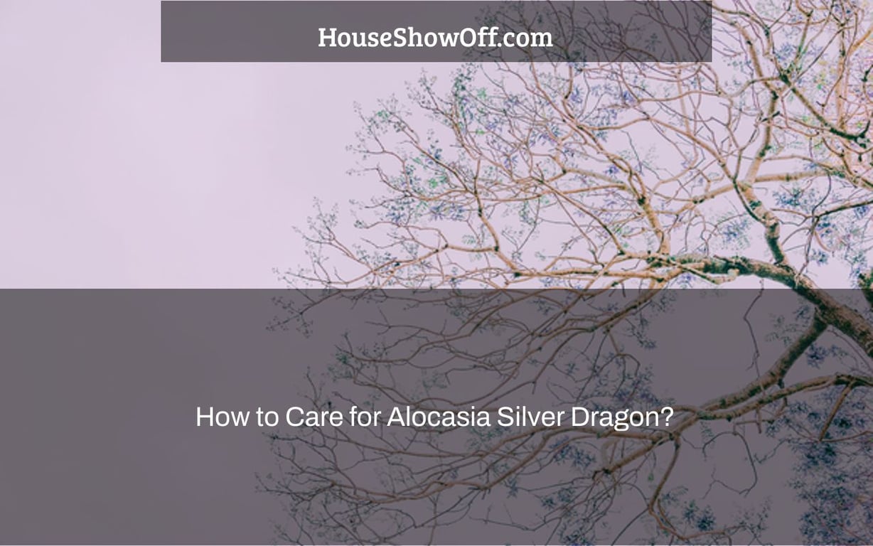 How to Care for Alocasia Silver Dragon?