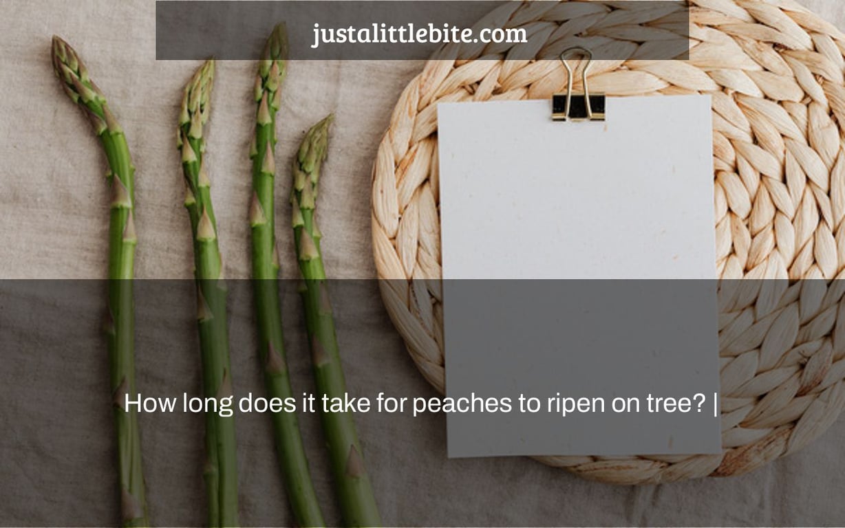 How long does it take for peaches to ripen on tree? |