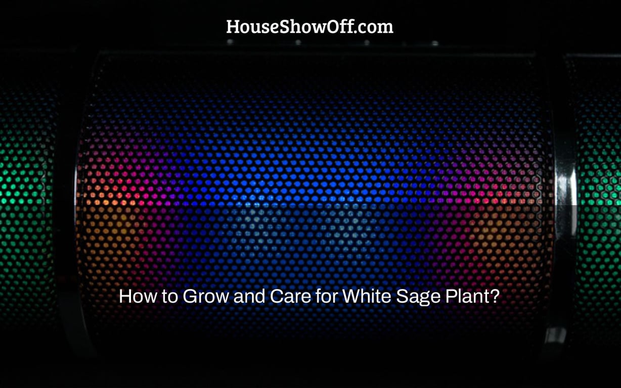 How to Grow and Care for White Sage Plant?
