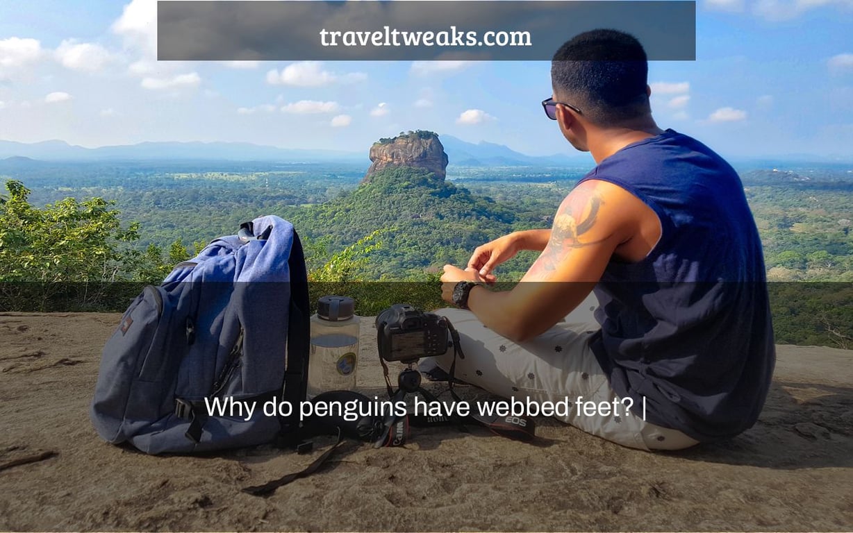 Why do penguins have webbed feet? |