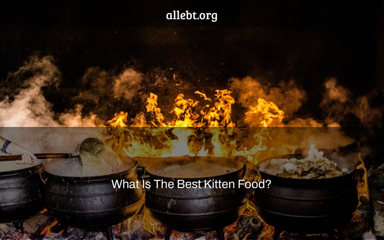 What Is The Best Kitten Food?