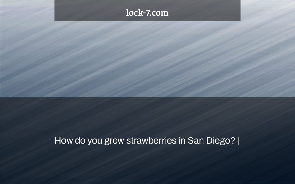 How do you grow strawberries in San Diego? Lock 7