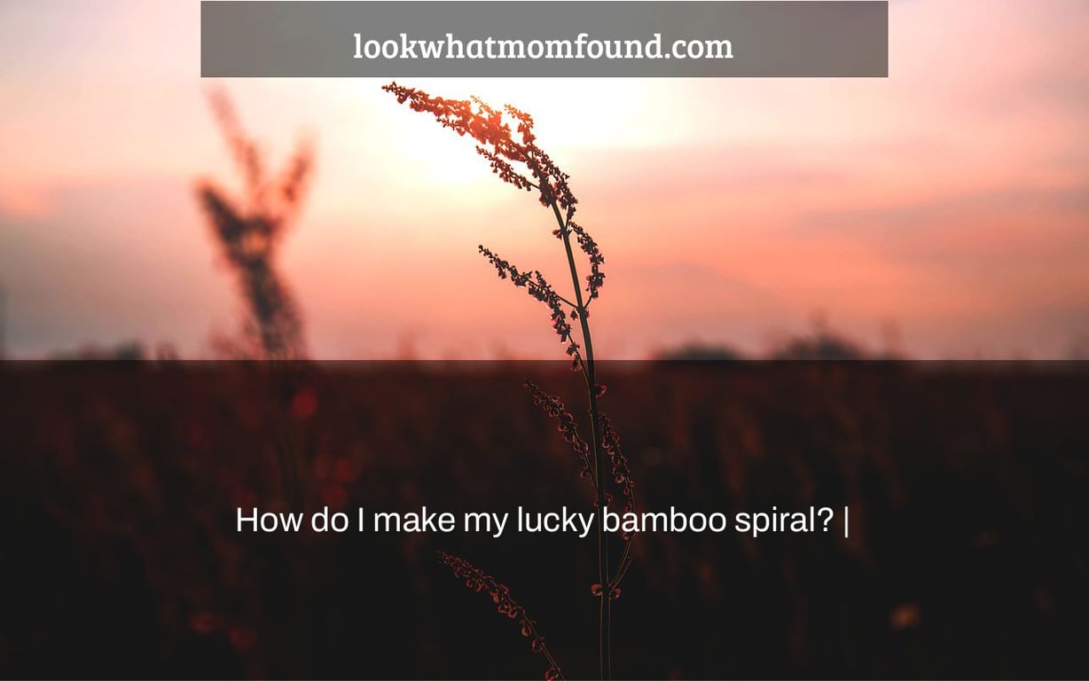 How do I make my lucky bamboo spiral? |