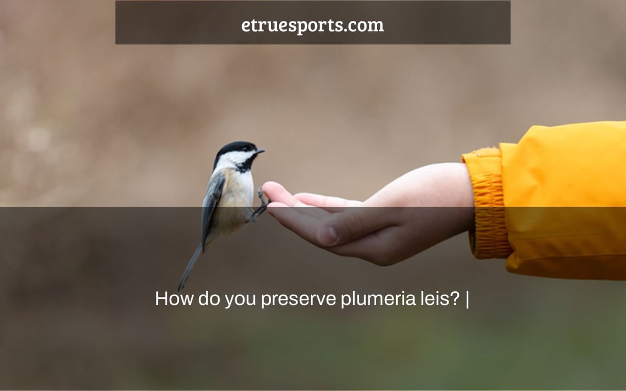 How do you preserve plumeria leis? |