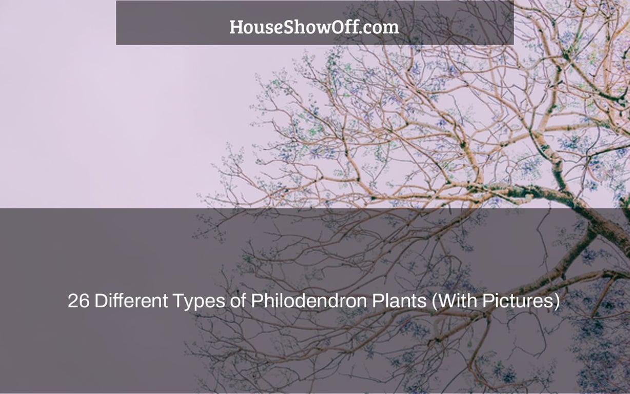 26 Different Types of Philodendron Plants (With Pictures)