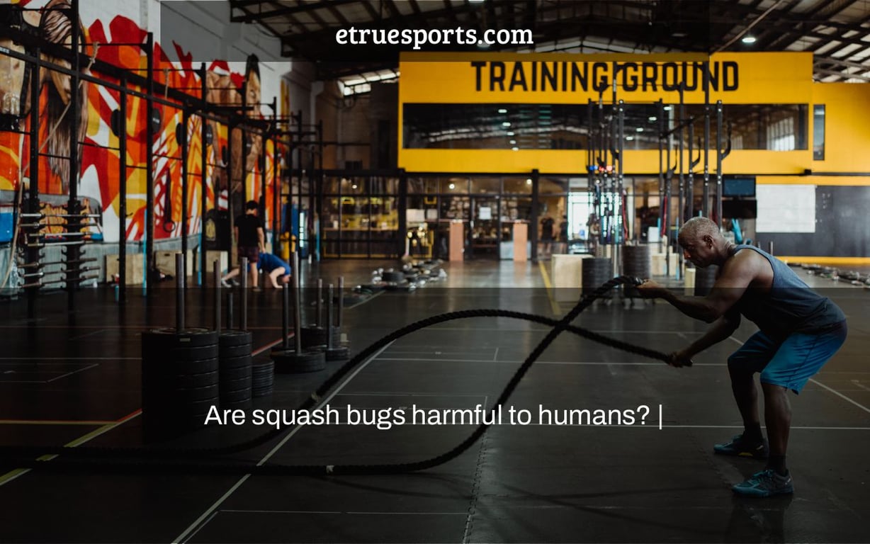 Are squash bugs harmful to humans? |