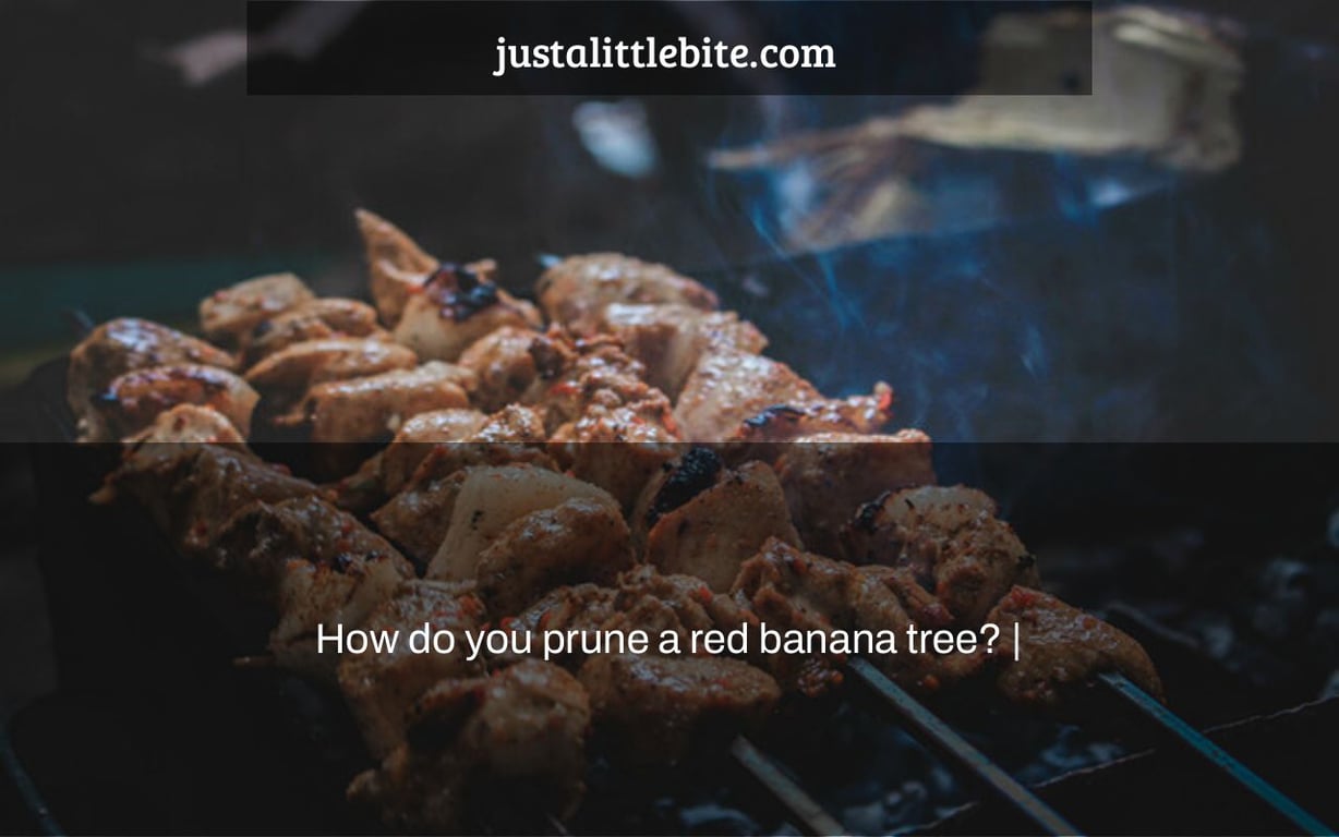 How do you prune a red banana tree? |