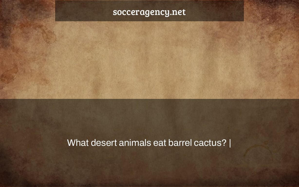 What desert animals eat barrel cactus? |